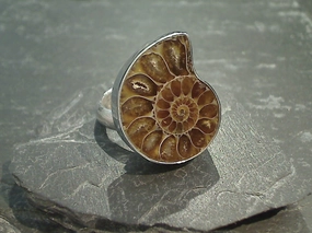 Adjustable Size Fossil Ammonite, Fine Sterling Silver Ring Fashion Set Beautiful Emblem