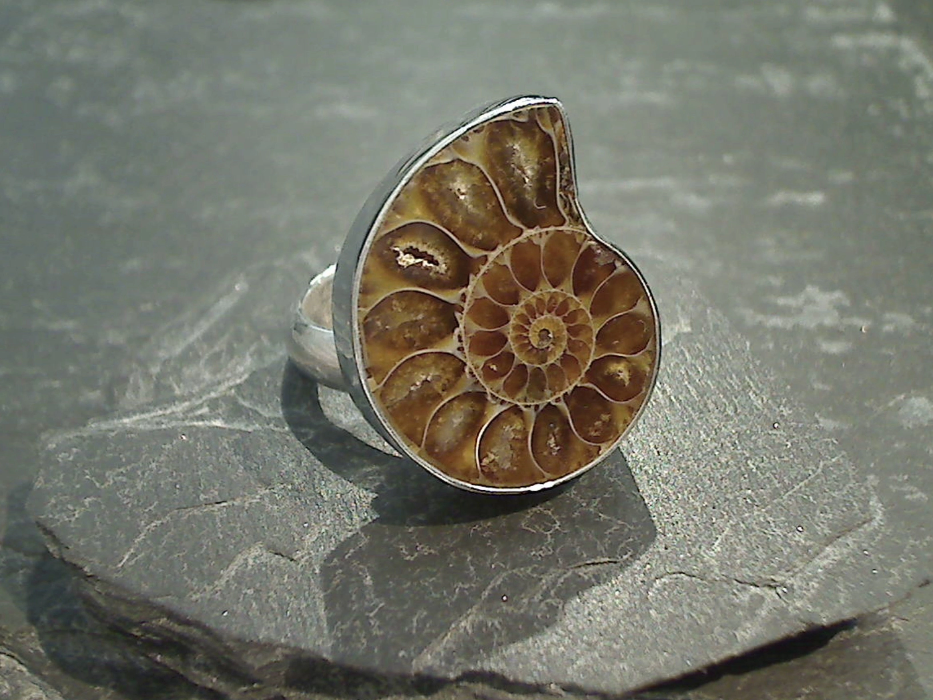 Adjustable Size Fossil Ammonite, Fine Sterling Silver Ring Fashion Set Beautiful Emblem