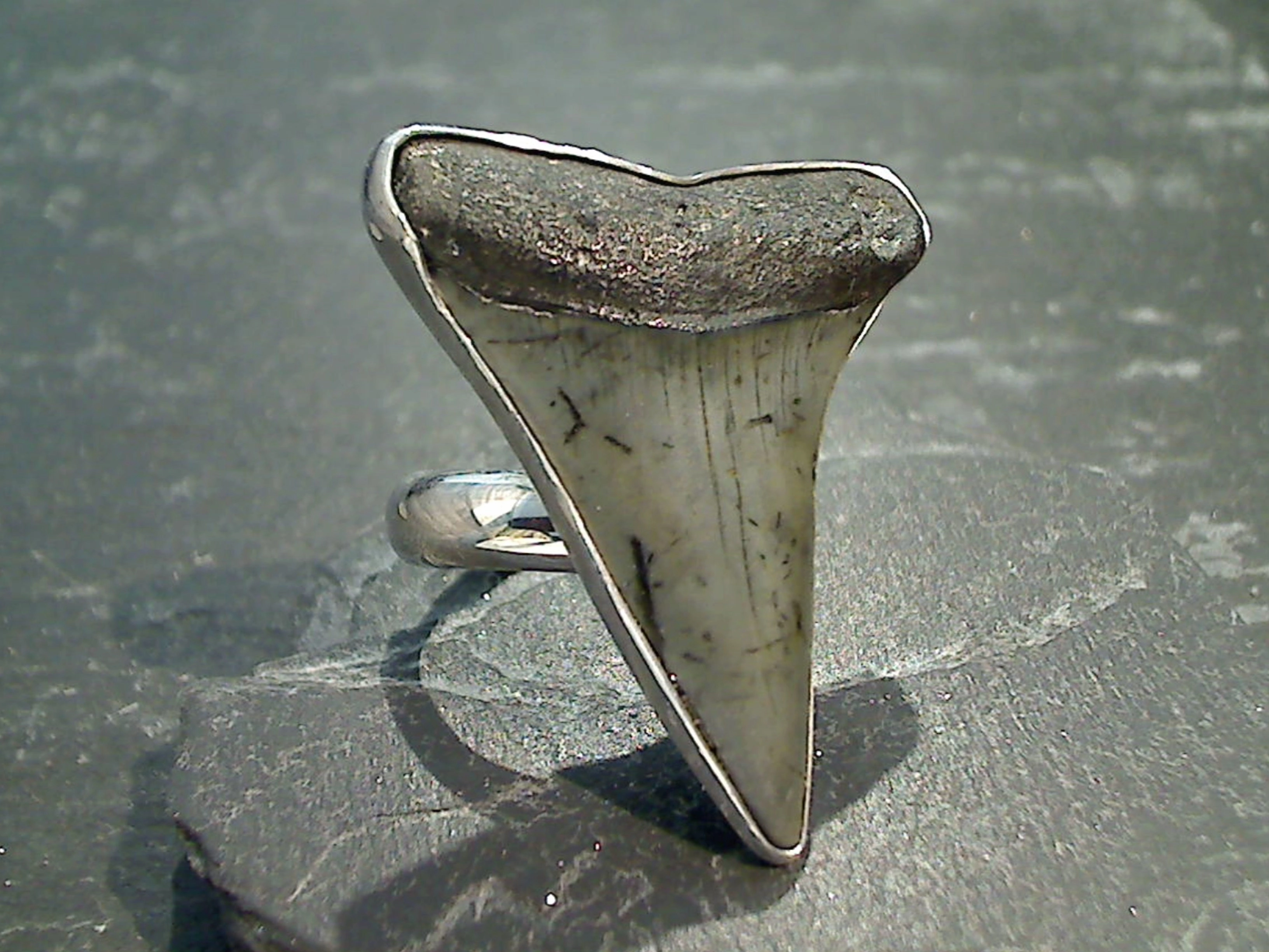 Adjustable Size Fossil Shark Tooth, Fine Sterling Silver Ring Sturdy Style